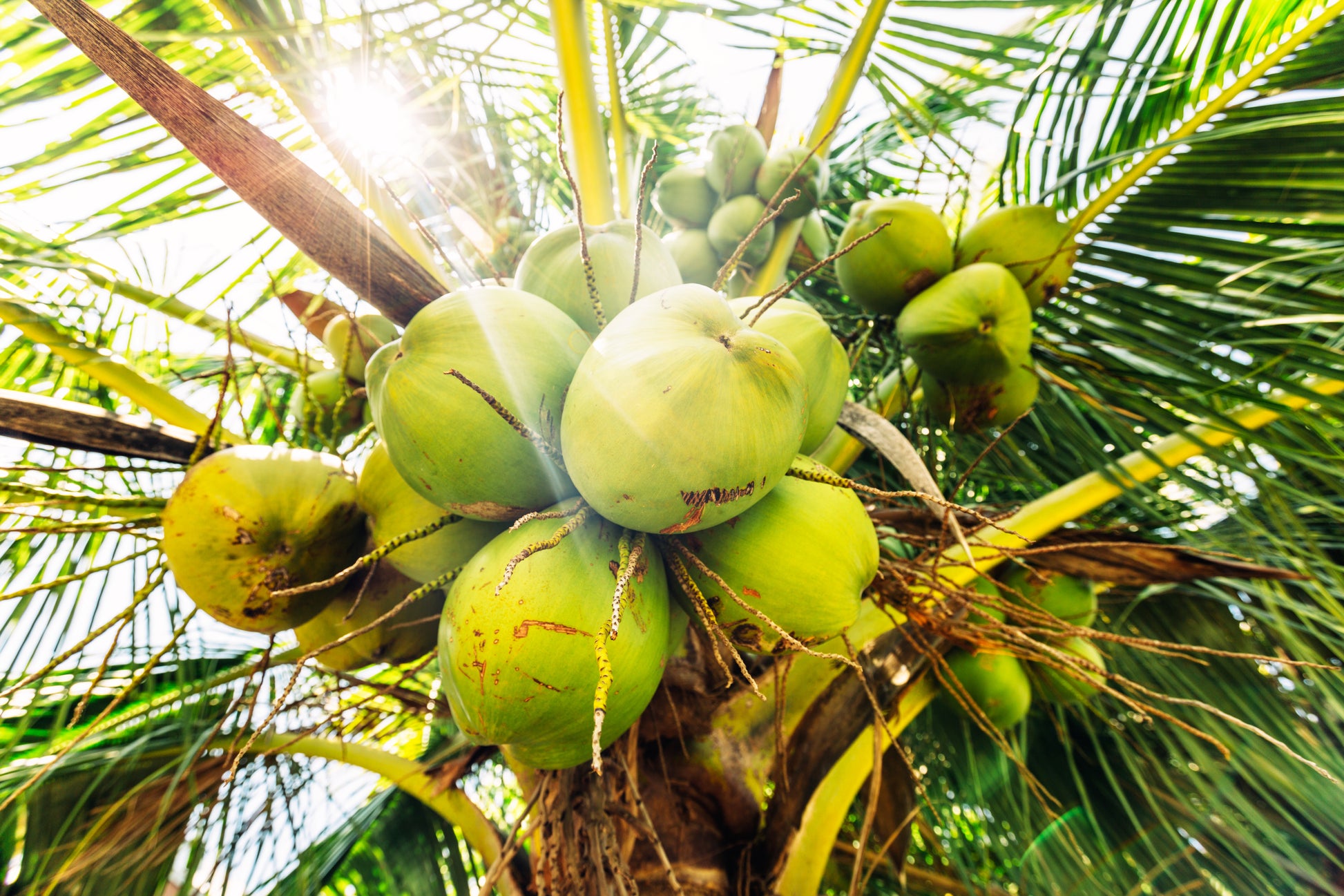 Fresh Florida Coconuts