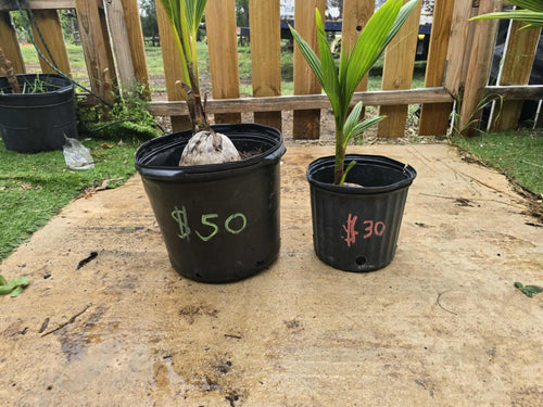 1ft to 3ft trees
