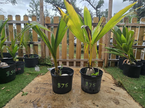 3ft to 4ft trees