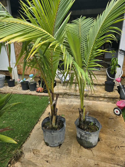 7ft to 8ft trees