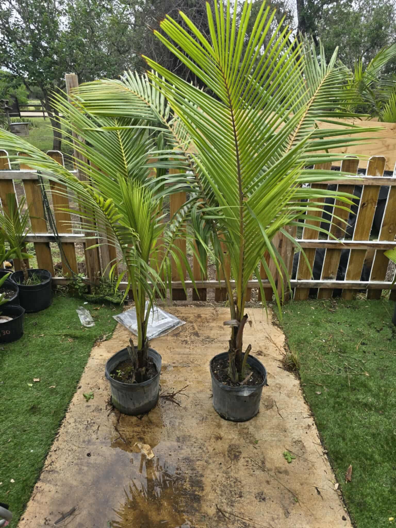 7ft to 8ft trees