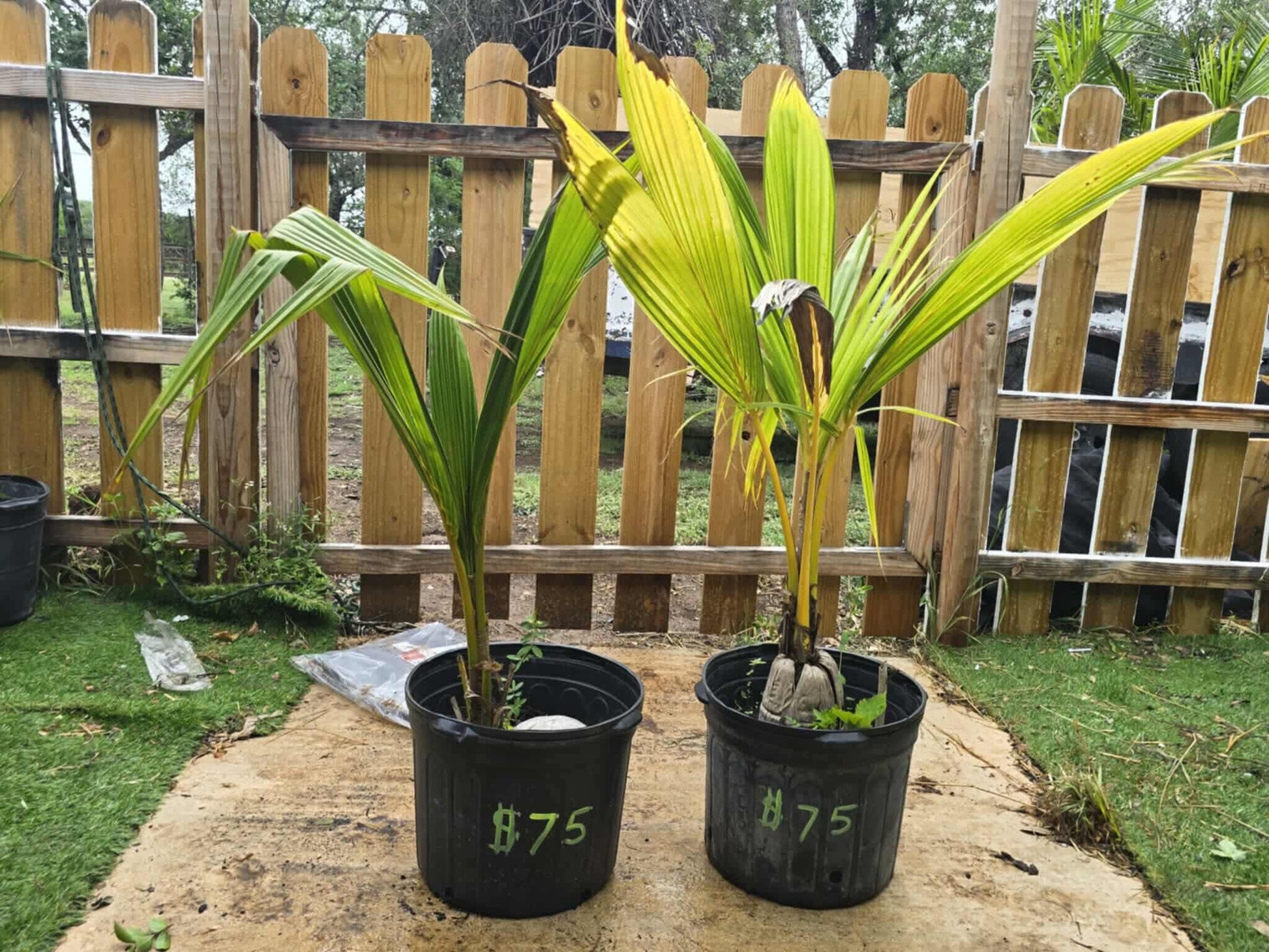 3ft to 4ft trees