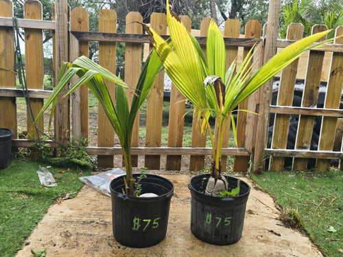 3ft to 4ft trees