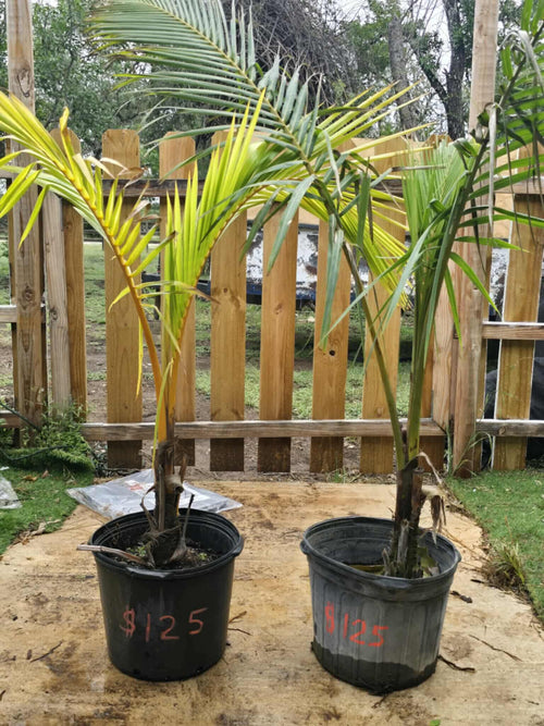 4ft to 5ft trees